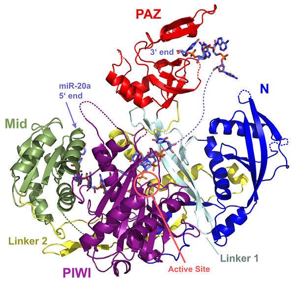 Figure 1: Structure of human Argonaute-2 in complex with miR-20a...